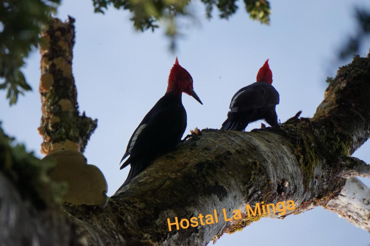 Hostal La Minga Чайтен Экстерьер фото